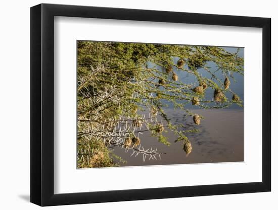 Kenya, Maasai Mara, Weaver Bird Nests Hanging over Mara River-Alison Jones-Framed Photographic Print