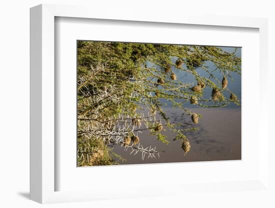 Kenya, Maasai Mara, Weaver Bird Nests Hanging over Mara River-Alison Jones-Framed Photographic Print