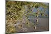 Kenya, Maasai Mara, Weaver Bird Nests Hanging over Mara River-Alison Jones-Mounted Photographic Print