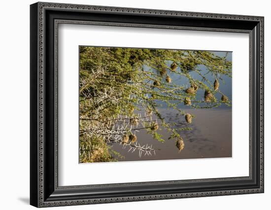 Kenya, Maasai Mara, Weaver Bird Nests Hanging over Mara River-Alison Jones-Framed Photographic Print