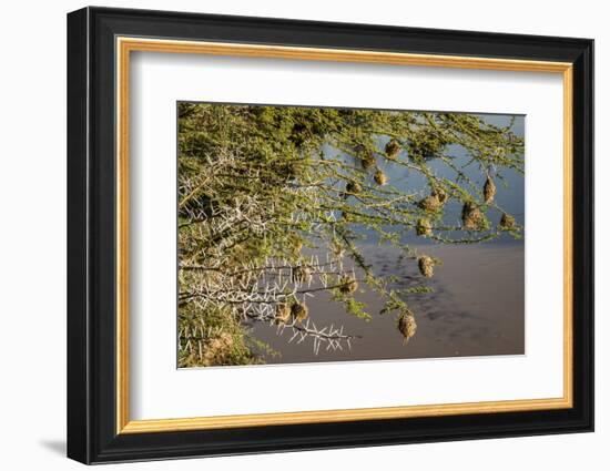 Kenya, Maasai Mara, Weaver Bird Nests Hanging over Mara River-Alison Jones-Framed Photographic Print