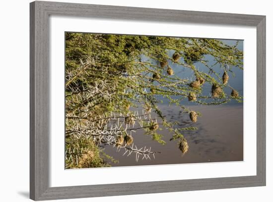 Kenya, Maasai Mara, Weaver Bird Nests Hanging over Mara River-Alison Jones-Framed Photographic Print