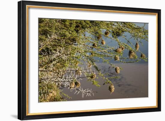 Kenya, Maasai Mara, Weaver Bird Nests Hanging over Mara River-Alison Jones-Framed Photographic Print