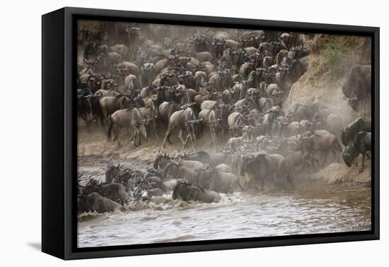 Kenya, Maasai Mara, Wildebeest Crossing the Mara River-Hollice Looney-Framed Premier Image Canvas