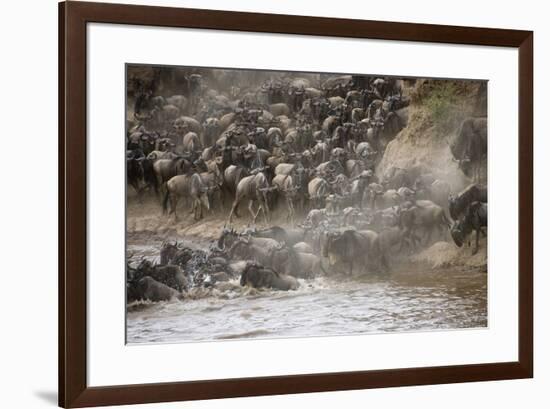 Kenya, Maasai Mara, Wildebeest Crossing the Mara River-Hollice Looney-Framed Photographic Print