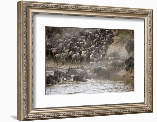 Kenya, Maasai Mara, Wildebeest Crossing the Mara River-Hollice Looney-Framed Photographic Print