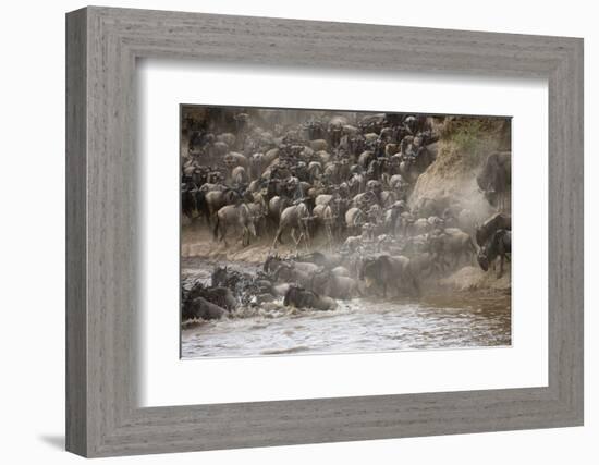 Kenya, Maasai Mara, Wildebeest Crossing the Mara River-Hollice Looney-Framed Photographic Print