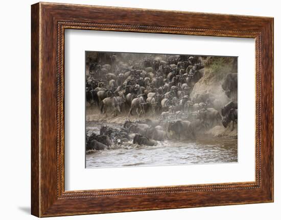 Kenya, Maasai Mara, Wildebeest Crossing the Mara River-Hollice Looney-Framed Photographic Print