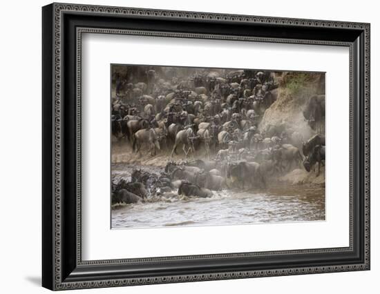 Kenya, Maasai Mara, Wildebeest Crossing the Mara River-Hollice Looney-Framed Photographic Print