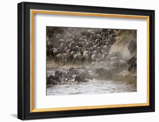 Kenya, Maasai Mara, Wildebeest Crossing the Mara River-Hollice Looney-Framed Photographic Print