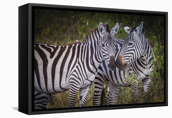 Kenya, Maasai Mara, Zebras Putting Their Heads Together-Hollice Looney-Framed Premier Image Canvas