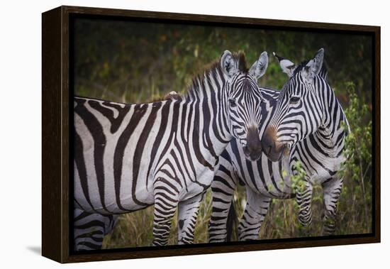 Kenya, Maasai Mara, Zebras Putting Their Heads Together-Hollice Looney-Framed Premier Image Canvas