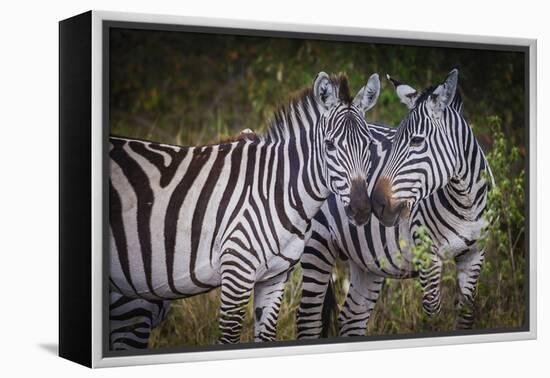 Kenya, Maasai Mara, Zebras Putting Their Heads Together-Hollice Looney-Framed Premier Image Canvas