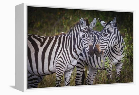 Kenya, Maasai Mara, Zebras Putting Their Heads Together-Hollice Looney-Framed Premier Image Canvas