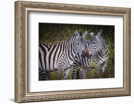 Kenya, Maasai Mara, Zebras Putting Their Heads Together-Hollice Looney-Framed Photographic Print