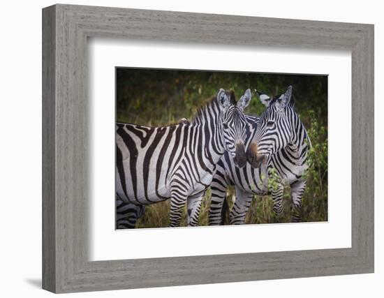 Kenya, Maasai Mara, Zebras Putting Their Heads Together-Hollice Looney-Framed Photographic Print