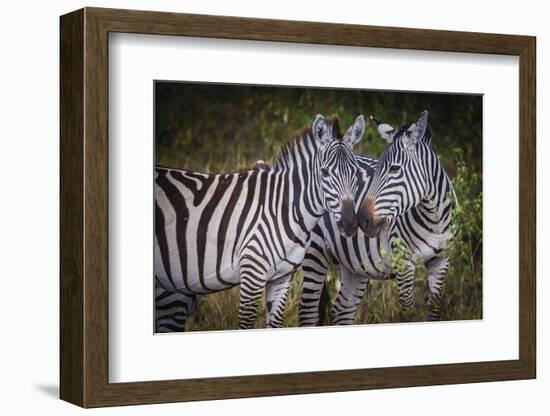 Kenya, Maasai Mara, Zebras Putting Their Heads Together-Hollice Looney-Framed Photographic Print