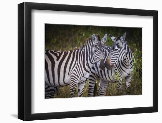 Kenya, Maasai Mara, Zebras Putting Their Heads Together-Hollice Looney-Framed Photographic Print