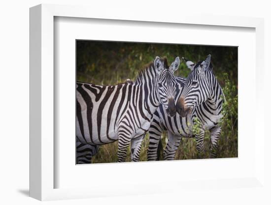 Kenya, Maasai Mara, Zebras Putting Their Heads Together-Hollice Looney-Framed Photographic Print