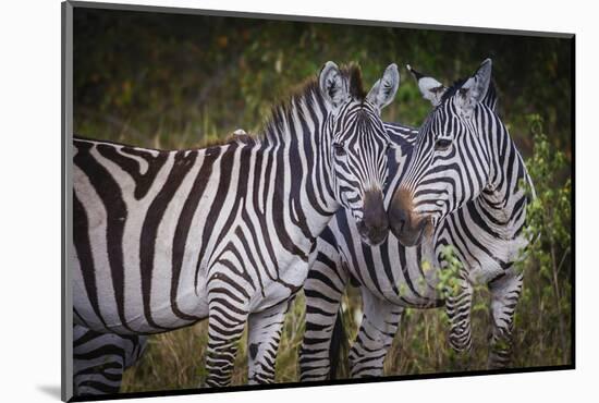 Kenya, Maasai Mara, Zebras Putting Their Heads Together-Hollice Looney-Mounted Photographic Print