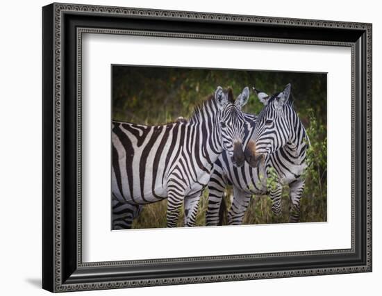 Kenya, Maasai Mara, Zebras Putting Their Heads Together-Hollice Looney-Framed Photographic Print