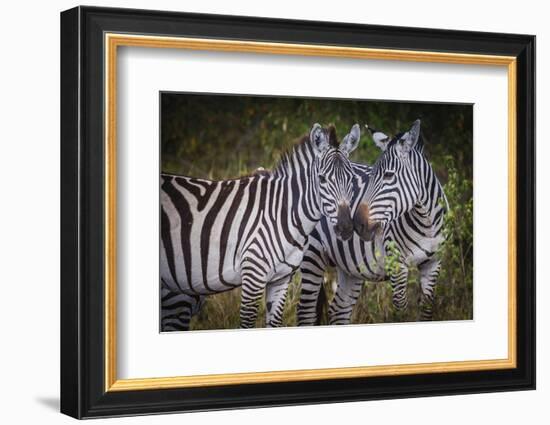 Kenya, Maasai Mara, Zebras Putting Their Heads Together-Hollice Looney-Framed Photographic Print