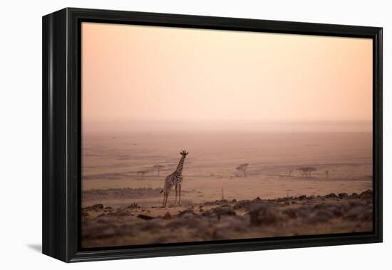 Kenya, Mara North Conservancy. a Young Giraffe with Never Ending Plains of Maasai Mara Behind-Niels Van Gijn-Framed Premier Image Canvas