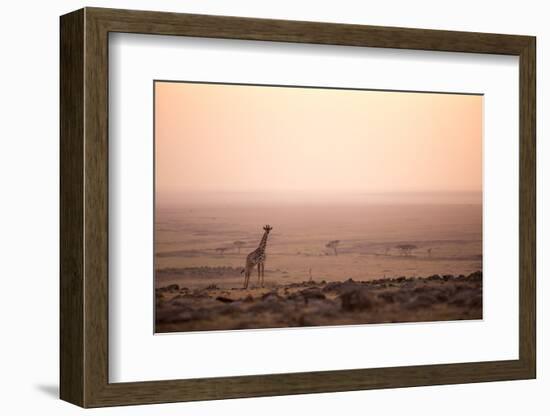 Kenya, Mara North Conservancy. a Young Giraffe with Never Ending Plains of Maasai Mara Behind-Niels Van Gijn-Framed Photographic Print