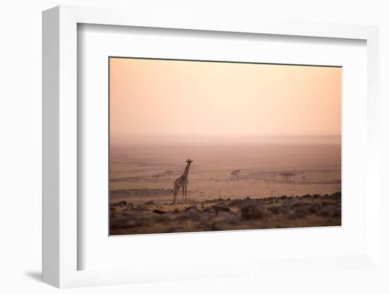 Kenya, Mara North Conservancy. a Young Giraffe with Never Ending Plains of Maasai Mara Behind-Niels Van Gijn-Framed Photographic Print