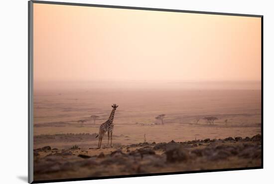 Kenya, Mara North Conservancy. a Young Giraffe with Never Ending Plains of Maasai Mara Behind-Niels Van Gijn-Mounted Photographic Print