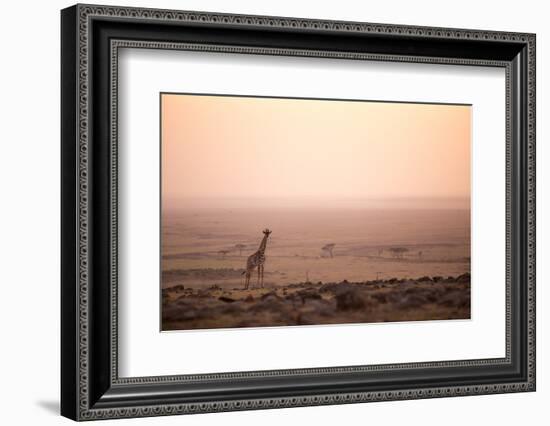 Kenya, Mara North Conservancy. a Young Giraffe with Never Ending Plains of Maasai Mara Behind-Niels Van Gijn-Framed Photographic Print