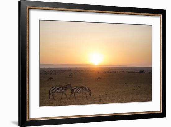 Kenya, Mara North Conservancy. Plains Game Graze in Morning Light, Mara North Conservancy-Niels Van Gijn-Framed Photographic Print