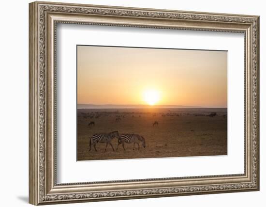 Kenya, Mara North Conservancy. Plains Game Graze in Morning Light, Mara North Conservancy-Niels Van Gijn-Framed Photographic Print