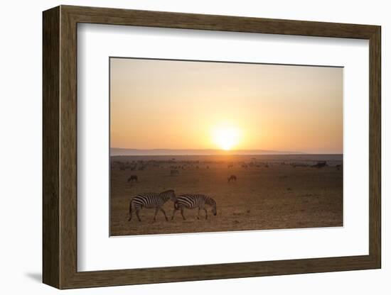 Kenya, Mara North Conservancy. Plains Game Graze in Morning Light, Mara North Conservancy-Niels Van Gijn-Framed Photographic Print