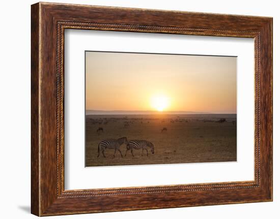 Kenya, Mara North Conservancy. Plains Game Graze in Morning Light, Mara North Conservancy-Niels Van Gijn-Framed Photographic Print