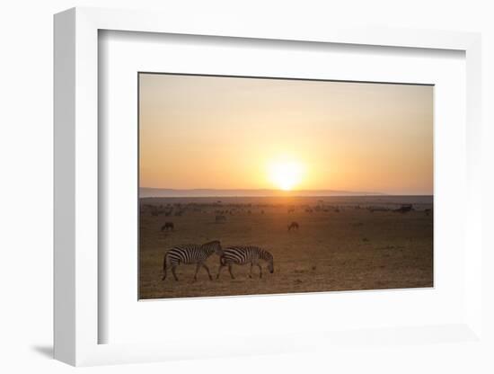 Kenya, Mara North Conservancy. Plains Game Graze in Morning Light, Mara North Conservancy-Niels Van Gijn-Framed Photographic Print