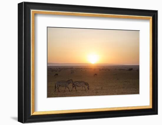 Kenya, Mara North Conservancy. Plains Game Graze in Morning Light, Mara North Conservancy-Niels Van Gijn-Framed Photographic Print