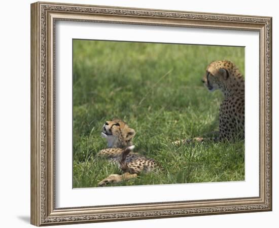 Kenya, Masai Mara; a Cheetah Cub Remains Watchful Even When Lying in the Shade-John Warburton-lee-Framed Photographic Print