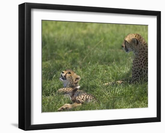 Kenya, Masai Mara; a Cheetah Cub Remains Watchful Even When Lying in the Shade-John Warburton-lee-Framed Photographic Print