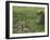 Kenya, Masai Mara; a Cheetah Cub Remains Watchful Even When Lying in the Shade-John Warburton-lee-Framed Photographic Print