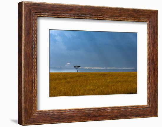 Kenya, Masai Mara, Lone tree-George Theodore-Framed Photographic Print