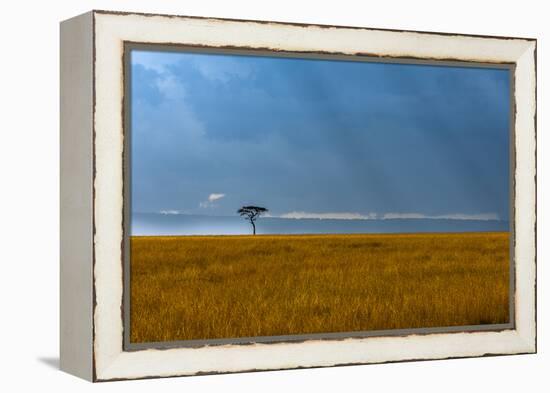 Kenya, Masai Mara, Lone tree-George Theodore-Framed Premier Image Canvas