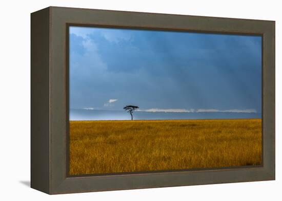 Kenya, Masai Mara, Lone tree-George Theodore-Framed Premier Image Canvas