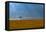 Kenya, Masai Mara, Lone tree-George Theodore-Framed Premier Image Canvas