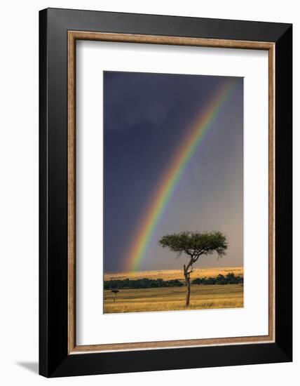 Kenya, Masai Mara, Narok County. a Brilliant Rainbow in Masai Mara National Reserve.-Nigel Pavitt-Framed Photographic Print