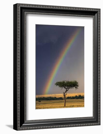 Kenya, Masai Mara, Narok County. a Brilliant Rainbow in Masai Mara National Reserve.-Nigel Pavitt-Framed Photographic Print