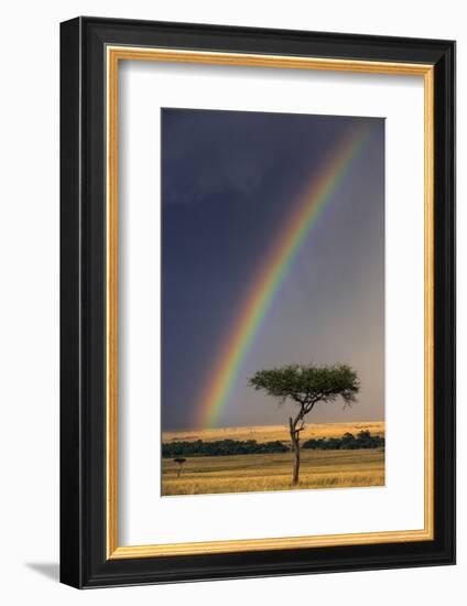 Kenya, Masai Mara, Narok County. a Brilliant Rainbow in Masai Mara National Reserve.-Nigel Pavitt-Framed Photographic Print