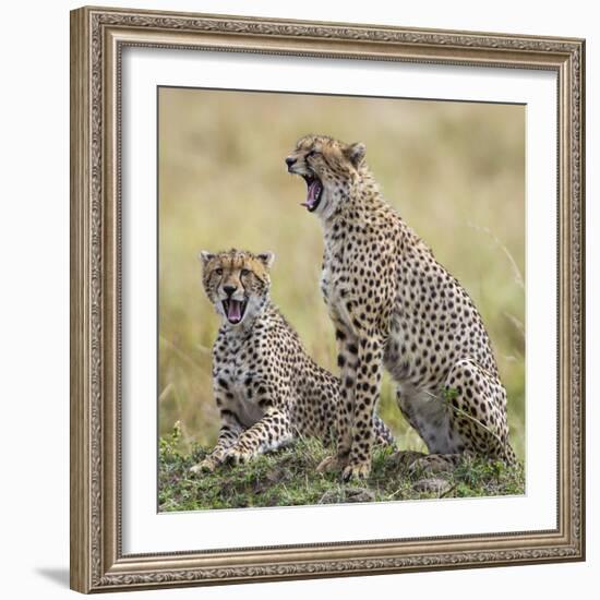 Kenya, Masai Mara, Narok County. Cheetahs Yawn in Unison.-Nigel Pavitt-Framed Photographic Print