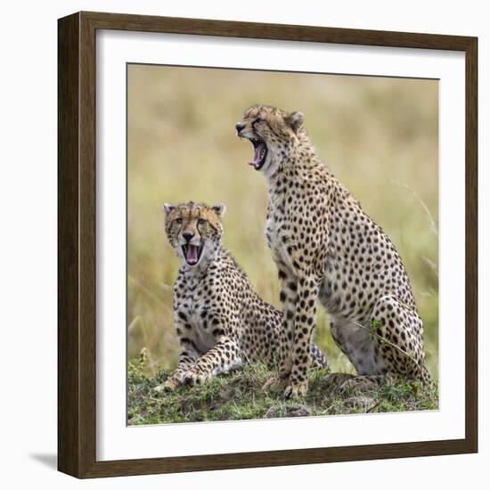 Kenya, Masai Mara, Narok County. Cheetahs Yawn in Unison.-Nigel Pavitt-Framed Photographic Print