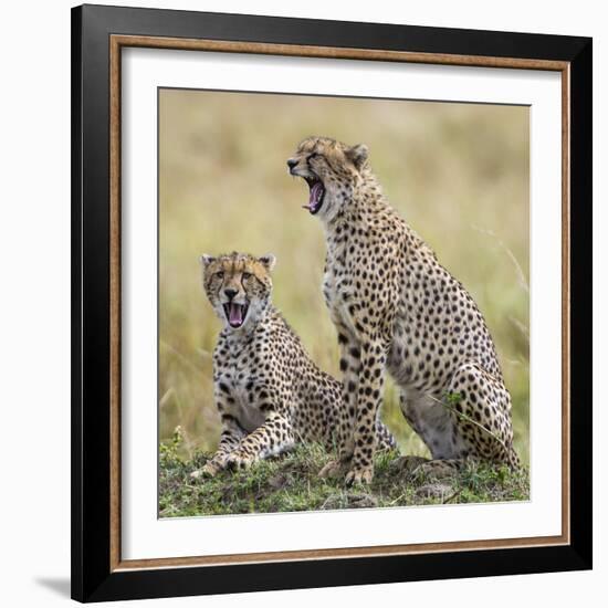 Kenya, Masai Mara, Narok County. Cheetahs Yawn in Unison.-Nigel Pavitt-Framed Photographic Print